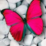 Terry Dosselli - @terrydosselli - Instagram