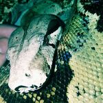 Terry Driggers - @boa101 - Instagram