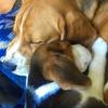 Terrys2beagles - @terrys2beagles - TikTok