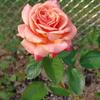 Shebra Terry Epley - @shebraterryepley - TikTok