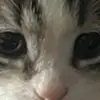 Meow - @terry.fan0 - TikTok