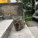 剛出生小貓咪 - @terryforthree - Instagram