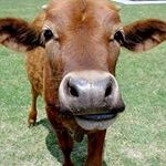 Terri Gabbard - @5redcows - Instagram