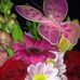 Terri Goebel - Facebook