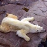 Terry Goodson - @majel3 - Instagram