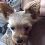 Terry Grier Robertson - @terryspetticoatjunctionlane - Instagram