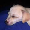Simba terry Grubb - @simba_the_puppy14 - TikTok