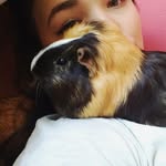 guineapig_terry - @guineapig_terry - Instagram