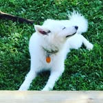 Terry harbin - @gussiewhitedog - Instagram