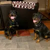 terryhausfarm - @terryhausfarm - TikTok