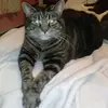 zimba - @terryheighton - TikTok