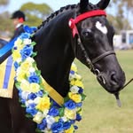 Terry Hocking - @tonka010 - Instagram