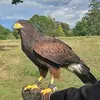 terryhutton - @terryhutton - TikTok
