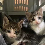 Terry&Jerry - @tj._.kitty - Instagram
