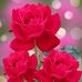 Terry Karish - Facebook