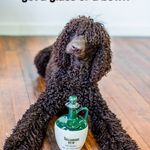 IrishWaterSpanielsTrainHere - @terrykast - Instagram