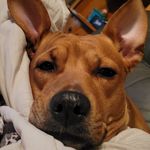 Terry Keefer - @dodgegirl079 - Instagram