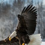 Terry Kinder - @freeagle1 - Instagram