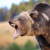 Grizzly_Goat - @terrykon7 - TikTok