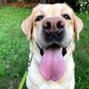 Labrador Terry - @terry.lab - TikTok