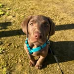 Terry - @terry_labradog - Instagram