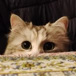 Terry - @terry_lagattasiberiana - Instagram