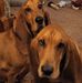 Theresa LaCourse - Facebook