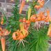 Teresa Vickers Laffoon - Facebook