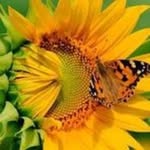 Terry Lambrecht - @terry.lambrecht.5 - Instagram