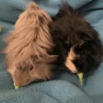 Kevin & Terry - @kevin_and_terry_go_large - Instagram