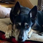 Terry Larocque - @terry_the_dog_official - Instagram