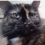 😻Terry Cat😻 - @terry._.larry - Instagram