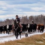 TK Leeder Ranch - @terryleederhorsemanship - Instagram