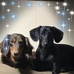 Terri LeMay - @goldenbear129 - Instagram