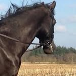 Terry Lewandowski - @_horseandnature_ - Instagram