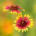 Terry Lindstrom - Facebook