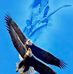 Terry Lones - Facebook