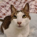 Terry Lung - @windknowcats - Instagram