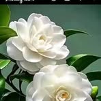 Lyell Tero - Facebook