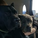 Терри и Маркус | Кане Корсо - @terry_marcus_cane_corso - Instagram