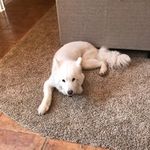 Terry McDill - @2wanderdogs - Instagram