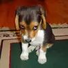 hankcantkook - @terrymcguirk7 - TikTok