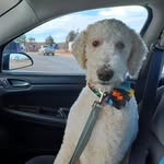 Terri McLellan - @mclellanterri - Instagram