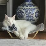 Terry McRae - @mikasubirmans - Instagram