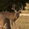 Terry Millican - @terry.millican - TikTok