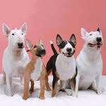 Emperor’s Finest FCI standard & miniature bull terrier - @englishbullterriergram - Instagram