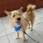 Terry the mixed - @terrythemixed - Instagram
