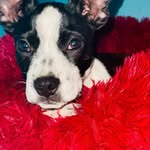 Zeus Chavez L - @zeus_boston_terry_mix_ - Instagram