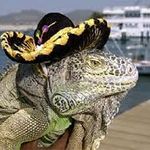 Terry Montes - @spanishlizard21 - Instagram