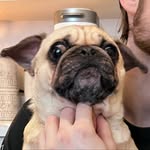 Moose🐾 - @moose.legend.terry - Instagram